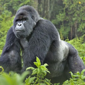 Ngoni Safaris