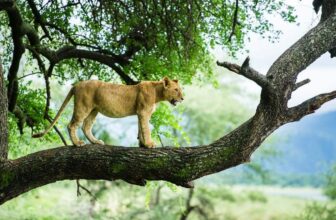 Lion Tracking in Uganda | Wildlife Safaris – Ngoni Safaris