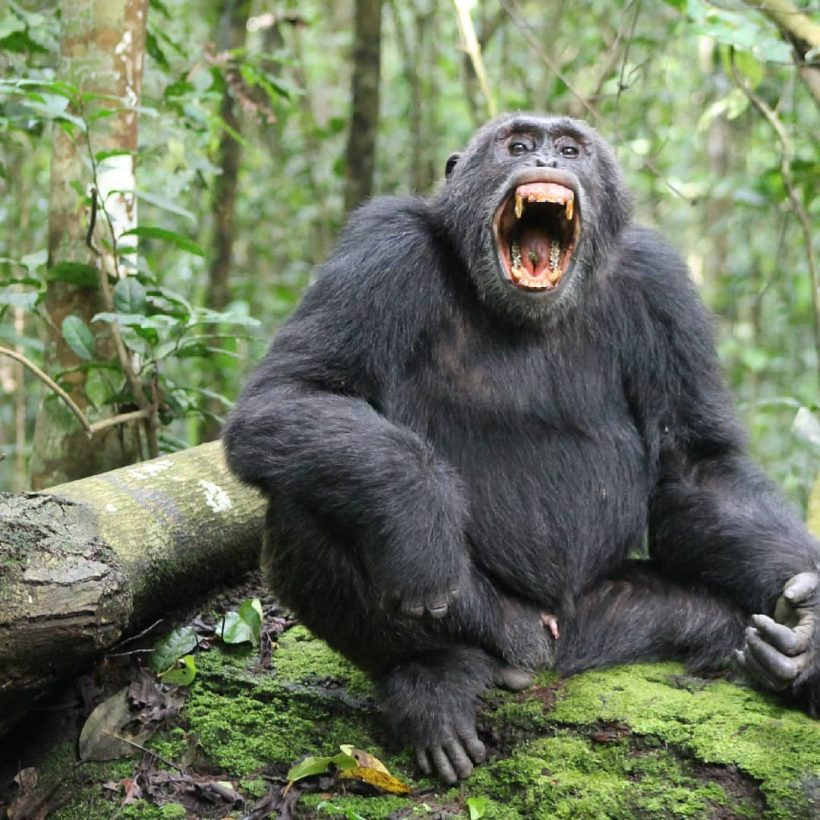 Travelling from UK to Uganda travel restrictions Uganda Safaris Gorilla Trekking Gorilla