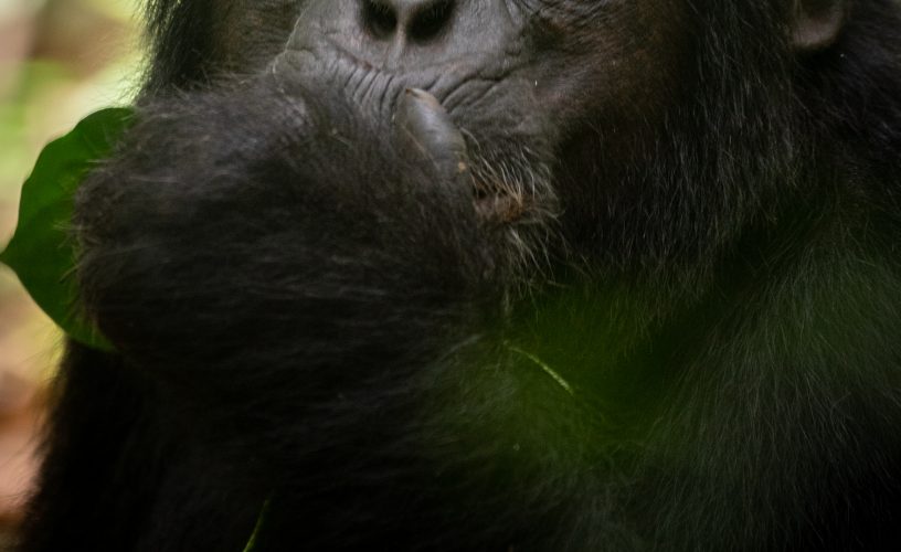 chimpanzees in Uganda