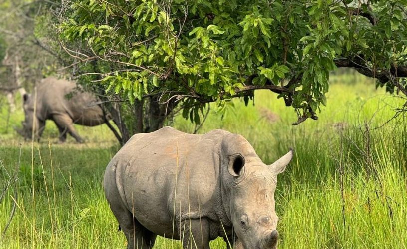 White Rhinos in Uganda