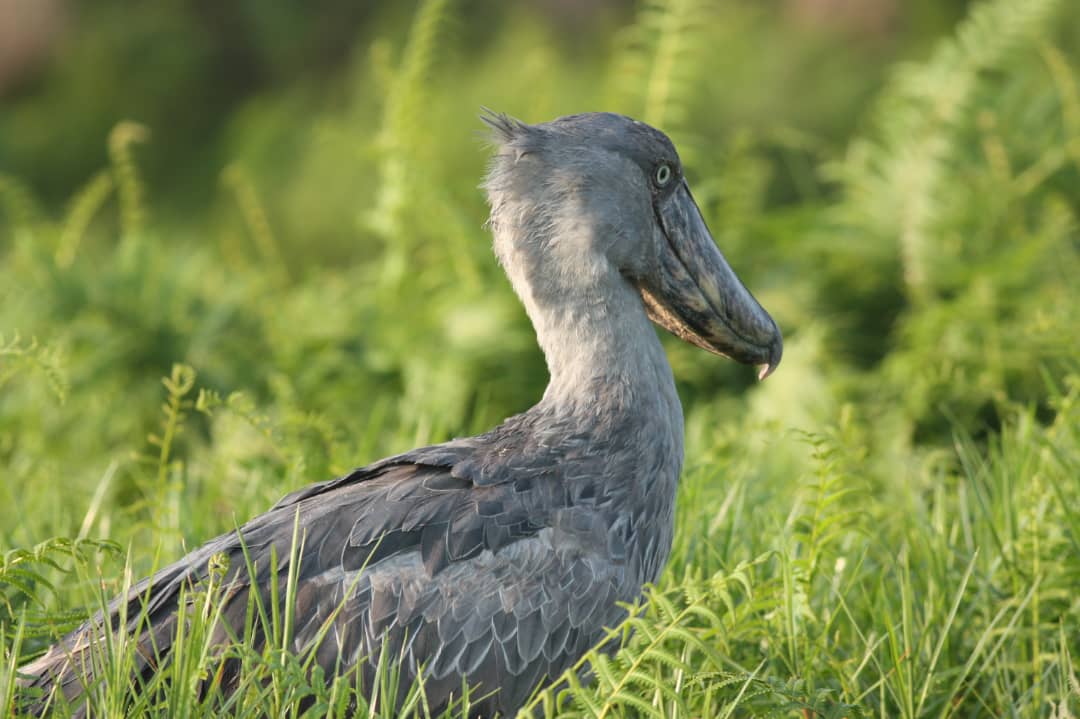 Shoebill bird at Ziwa Rhino.