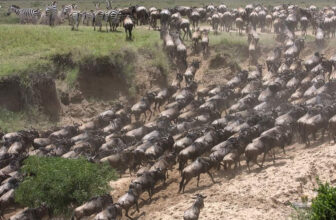 Top Things to Do and See in Masai Mara