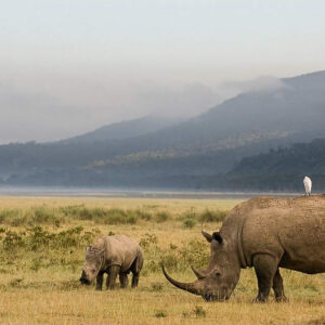 5-Day Masai Mara Amboseli Luxury Safari