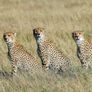 4-Day Masai Mara-Lake Nakuru 4×4 Landcruiser Safari