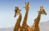 6-Day Day Amboseli, Lake Nakuru & Masai Mara Private