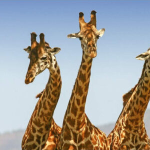 6-Day Day Amboseli, Lake Nakuru & Masai Mara Private