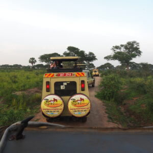 7-Day Highlight of Gorillas & Chimpanzee Tracking