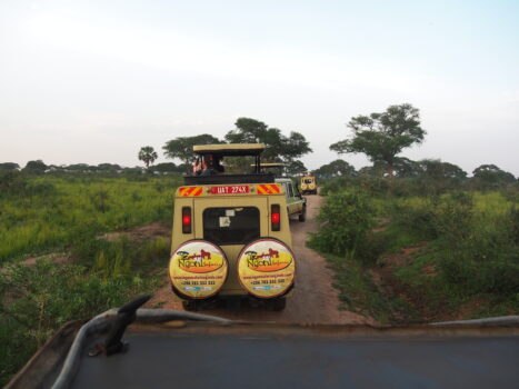 7-Day Highlight of Gorillas & Chimpanzee Tracking