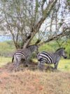 5-Day Kidepo Valley National Park Tour
