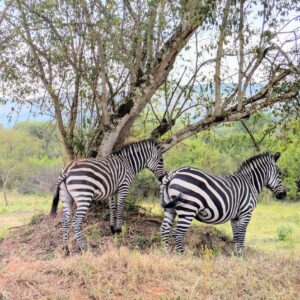 3-Day Fly to Kidepo Valley National Park