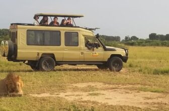 Wild Cats in Uganda Lions, Leopards, Cheetahs and Where to See Them