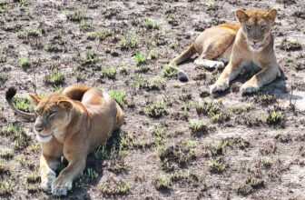 Secrets About Murchison Falls National Park
