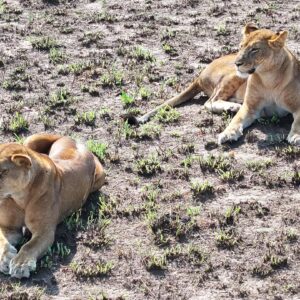 3-Day Trip to Queen Elizabeth National Park