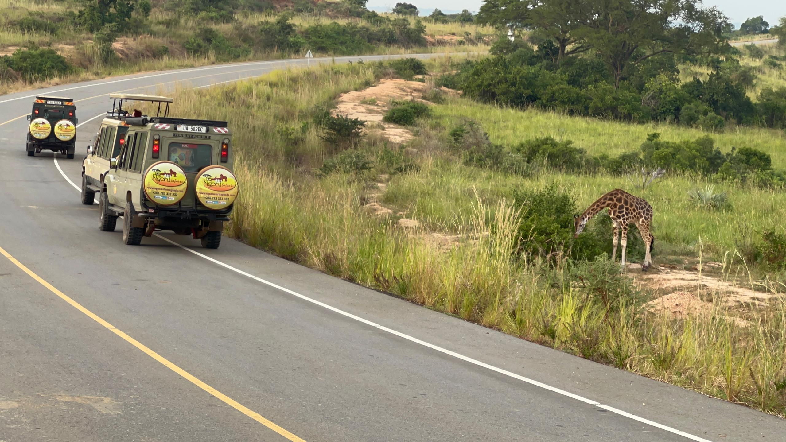 8-Day Experience Gorillas, Chimps and Big 5 Game Drives