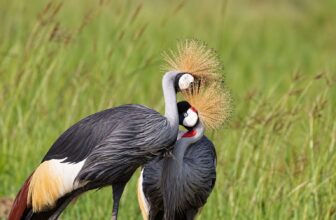 Birding Safaris in Uganda