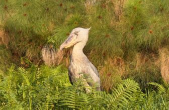 Shoebill in Uganda