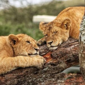 15-Day Wildlife Adventure Trip to the Pearl of Africa