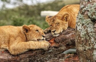 Big Five Safaris in Uganda
