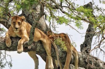 Tree-Climbing Lions of Ishasha Uganda