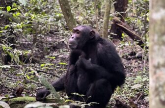 Kibale National Park Uganda’s Primate Capital