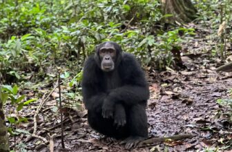 Chimpanzees in Uganda