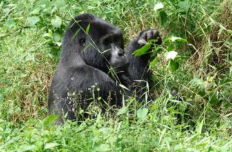 Why Choose Gorilla Trekking in Uganda