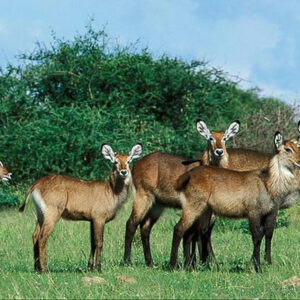 3-Day Refreshing Your Mind in Murchison Falls NP