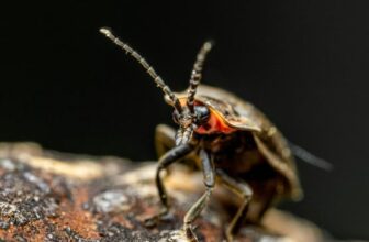 Uganda’s Giant Goliath Beetle
