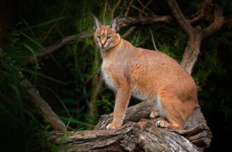 African Golden Cat Tracking in Kibale National Park