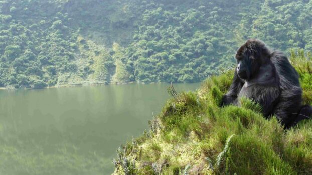 10-Day Highlight of Uganda Wildlife and Its Nature