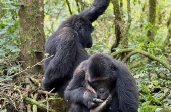 Uganda Gorilla Permit Prices 2026–2027
