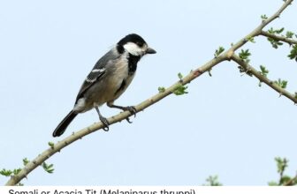Birding Safari in Rwanda | Best Birdwatching Destinations