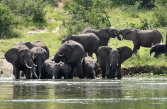 Elephants in Queen Elizabeth National Park, Uganda