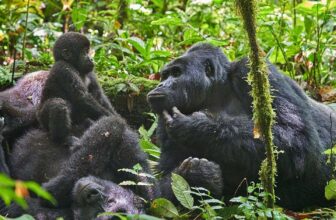 Gorilla Family Groups in Uganda: Bwindi & Mgahinga