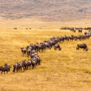 16-Day Kenya and Tanzania Safari