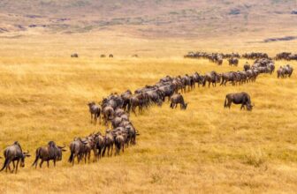 10 Best National Parks in Tanzania for Safari