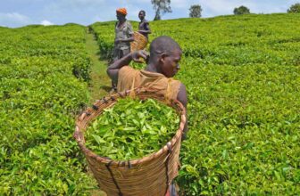 Tea Picking Tours in Uganda – Tea Plantation Experiences