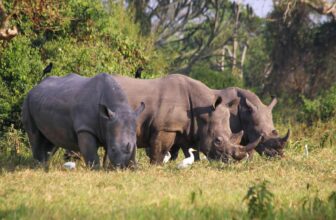 White Rhinos in Uganda Rhino Tracking at Ziwa Rhino Sanctuary