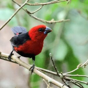 14-Day Uganda Birding Safari