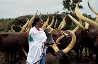 Ankole cattle tours in Uganda