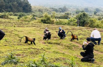 Golden Monkey Trekking in Mgahinga Uganda: Complete Guide