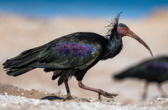 Morocco birdwatching tours