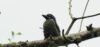 14-Day Uganda Birding Safari