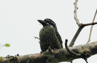 10 Leading Birding Destinations in Africa