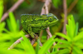 Chameleons in the Rwenzori Mountains, Uganda