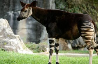 Okapis in Congo: Facts, Habitat and Conservation | Ngoni Safaris