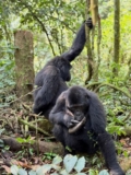 Uganda Gorilla Permit Prices 2026–2027