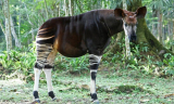Okapis in Congo with Ngoni Safaris