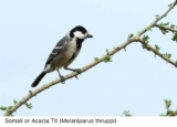 Birding Safari in Rwanda | Best Birdwatching Destinations